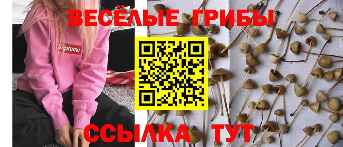 Псилоцибиновые грибы Magic Shrooms Ковров